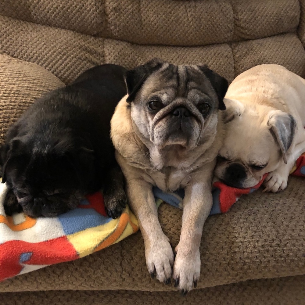 Meet your Posher, Lisa